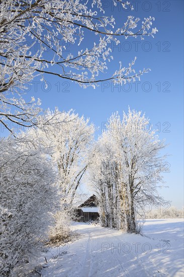 Snowy winter landscape with path and barn near Polling an der Ammer. Polling, Paffenwinkel, Upper
