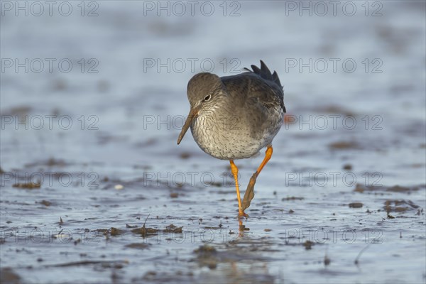Common redshank (Tringa totanus) adult bird walking on a mudflat, Norfolk, England, United Kingdom,