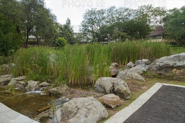 Retention pond with water plants in city park in Kuching, Malaysia, ecology, gardening, landscape