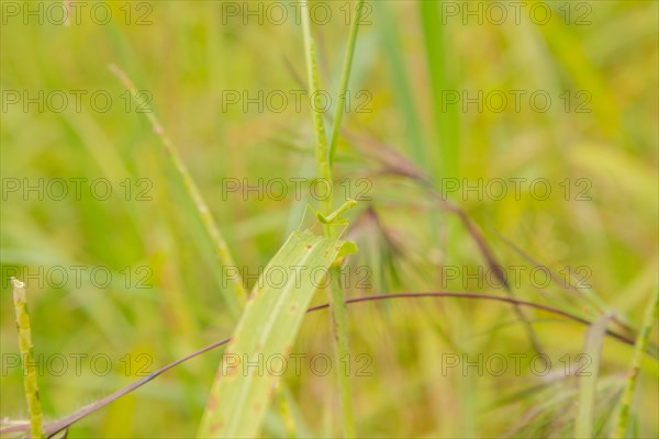Small green praying mantis on grass, Bali, Indonesia, Travel, tropical, nature green background,
