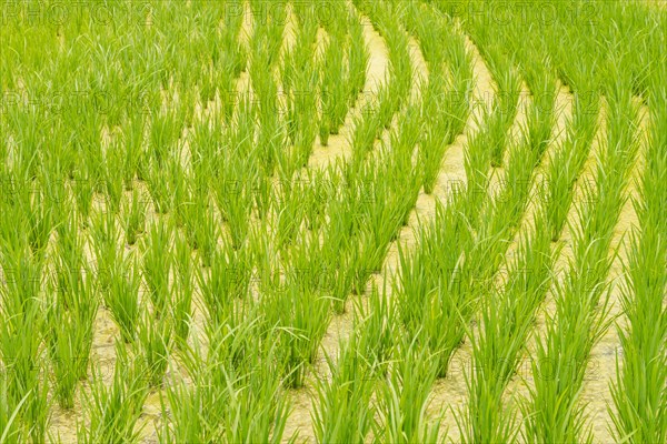 Rice terraces, Campuhan ridge walk, Bali, Indonesia, track on the hill with grass, large trees,