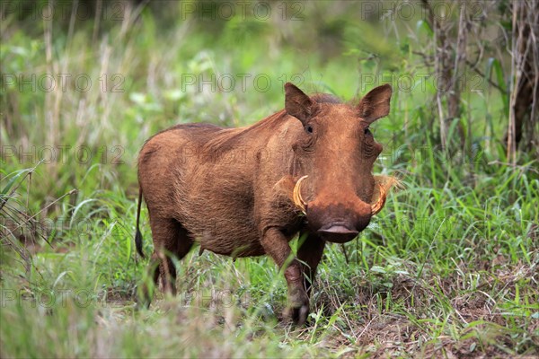Warthog, (Phacochoerus aethiopicus), adult, foraging, alert, Kruger National Park, Kruger National