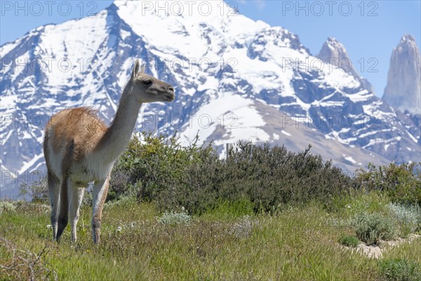 Guanaco (Llama guanicoe), Huanako, Torres del Paine National Park, Patagonia, End of the World,