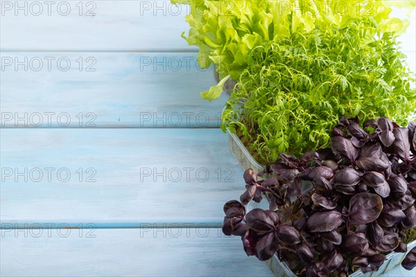 Set of boxes with microgreen sprouts of marigold, basil, lettuce on blue wooden background. Side