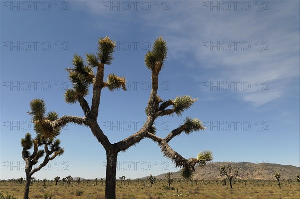 Joshua trees (Yucca brevifolia), Joshua Tree National Park, Palm Desert, Southern California, USA,