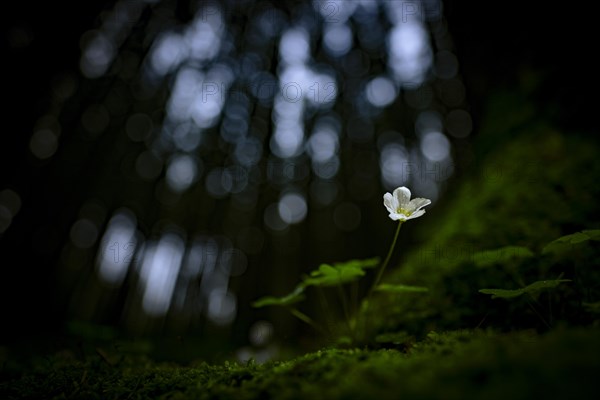 Common wood sorrel (Oxalis acetosella) with blurred forest in the background, Mindelheim, Bavaria,