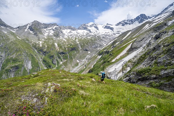 Mountaineer on hiking trail in picturesque mountain landscape with blooming alpine roses, in the