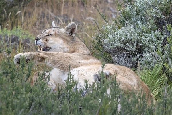 Cougar (Cougar concolor), silver lion, mountain lion, cougar, panther, small cat, yawns, begs,