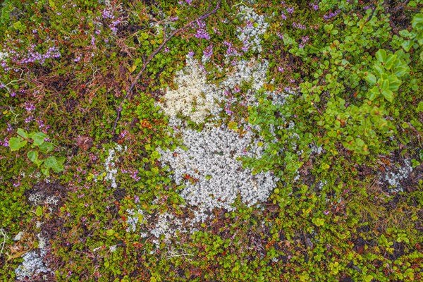 Broom common heather (Calluna vulgaris), true reindeer lichen (Cladonia rangiferina), dwarf birch