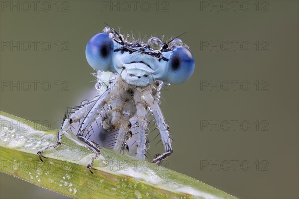 Platycnemididae
