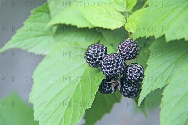 Berries of black raspberry hang on bush. Ripe Rubus occidentalis on branch. Closeup of ripe