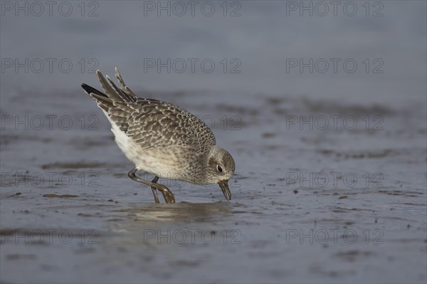 Grey plover (Pluvialis squatarola) adult bird in winter plumage feeding on a coastal mudflat,