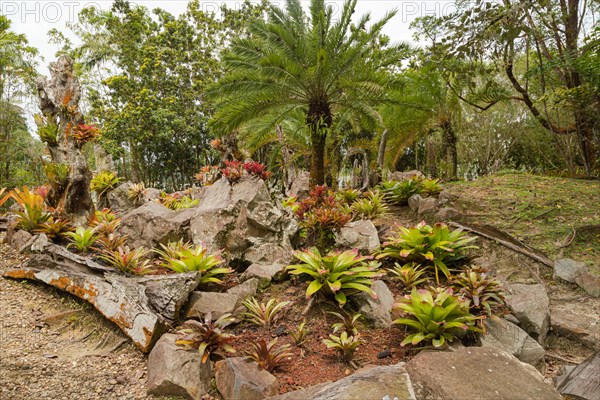 Orchid and bromeliad flower beds in botanical garden, selective focus, copy space, malaysia,