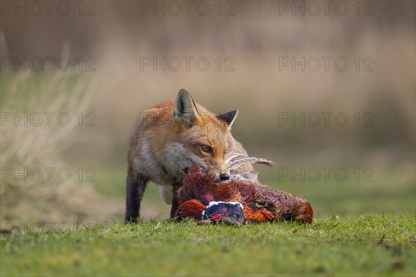 Red fox (Vulpes vulpes) adult animal feeding on a dead Common Pheasant (Phasianus colchicus),