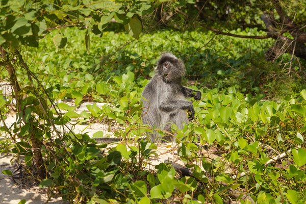 Silvery lutung or silvered leaf langur monkey (Trachypithecus cristatus) feeding in Bako national