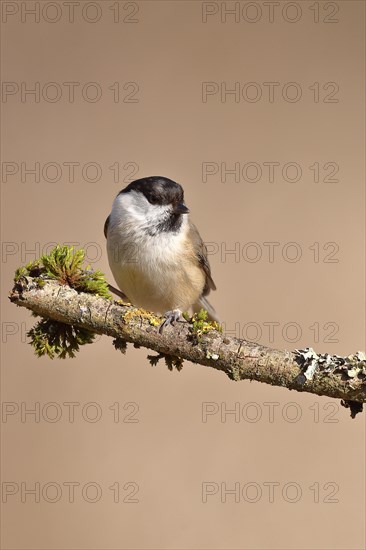 Willow Tit (Parus montanus) sitting on a branch covered with moss, Wilnsdorf, North