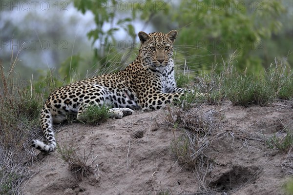 Leopard (Panthera pardus), adult, observed, alert, lying, on ground, Sabi Sand Game Reserve, Kruger