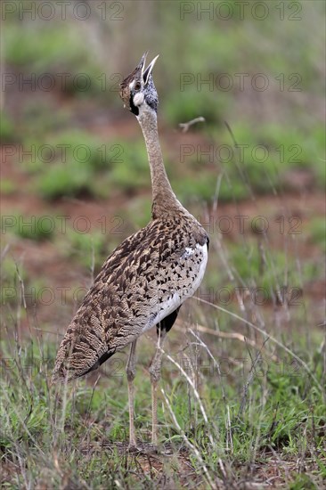 Red-crested Bustard, (Lophotis ruficrista), adult, calling, Kruger National Park, Kruger National