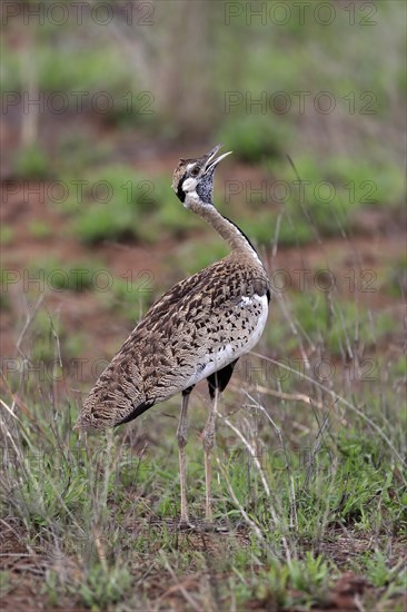Red-crested Bustard, (Lophotis ruficrista), adult, calling, Kruger National Park, Kruger National