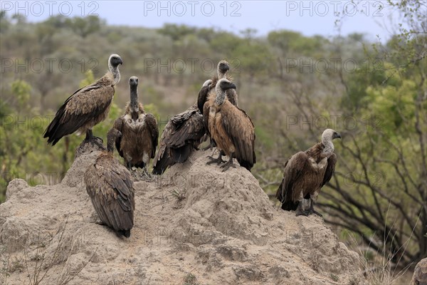White-backed vulture (Gyps africanus), group, adult, alert, Sabi Sand Game Reserve, Kruger National