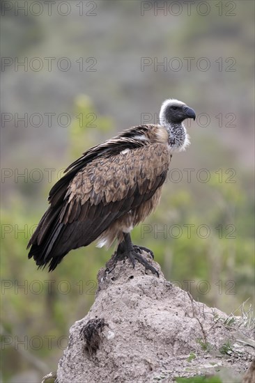 White-backed vulture (Gyps africanus), adult, alert, on rocks, Sabi Sand Game Reserve, Kruger
