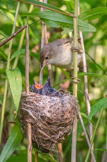Reed warbler (Acrocephalus scirpaceus) feeding a common cuckoo (Cuculus canorus), Bas-Rhin, Alsace,