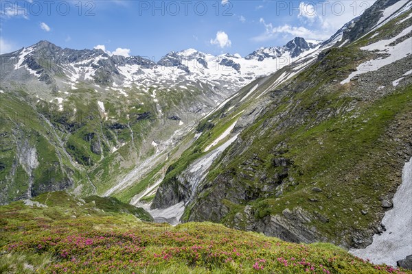 Picturesque mountain landscape with blooming alpine roses, behind mountain peak Grosser Loeffler