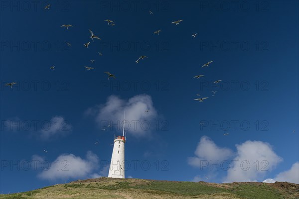 Arctic terns above Reykjanesviti lighthouse, Reykjanes on Baejarfell, Reykjanes peninsula, near