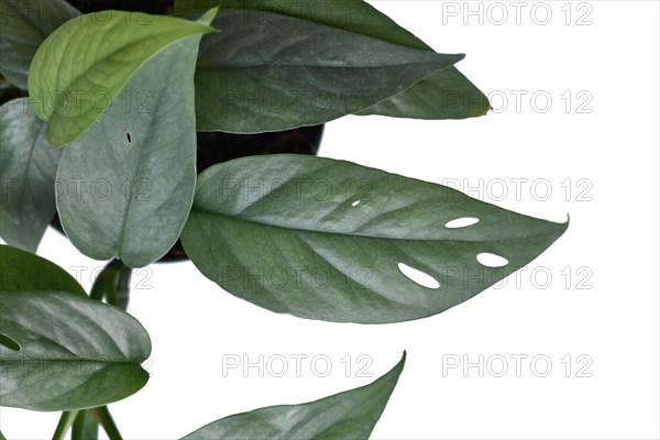 Close up of leaf of tropical 'Epipremnum Pinnatum Cebu Blue' houseplant with silver-blue leaves