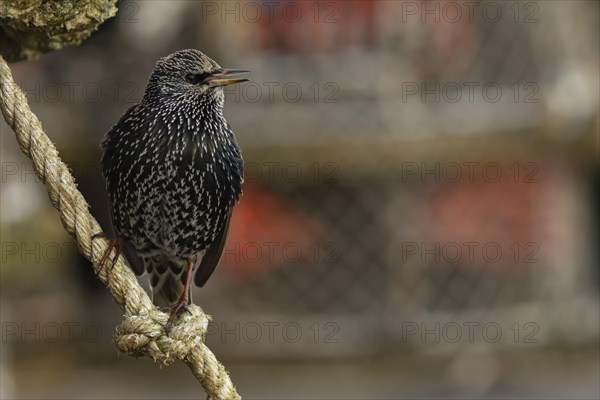 European starling (Sturnus vulgaris) adult bird singing on a rope from a lobster pot in a seaside