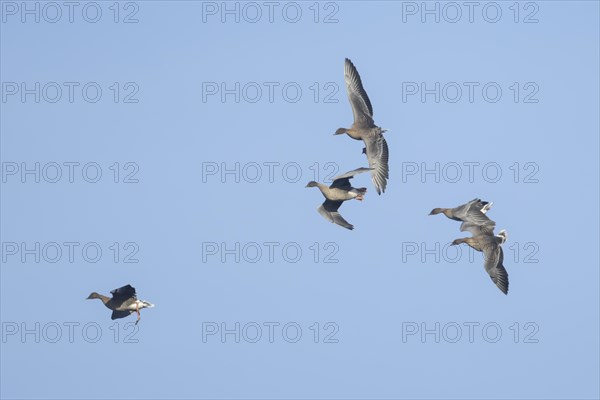 Pink-footed goose (Anser brachyrhynchus) four adult geese in flight coming into land, Norfolk,