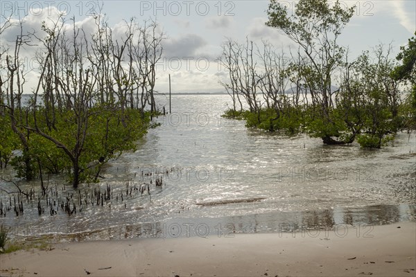 Bako national park, sea sandy beach with mangroves, sunny day, blue sky and sea. Vacation, travel,