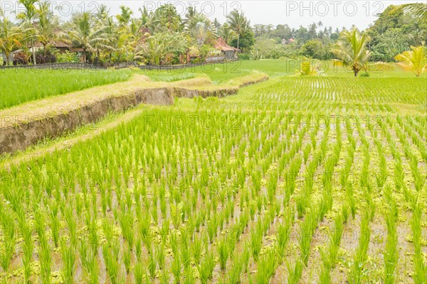 Rice terraces, Campuhan ridge walk, Bali, Indonesia, track on the hill with grass, large trees,