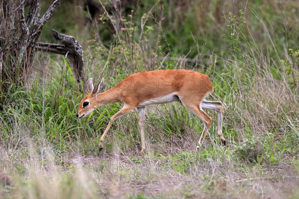 Steenbok (Raphicerus campestris), adult, female, foraging, running, dwarf antelope, Kruger National