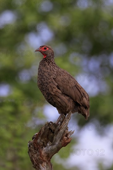 Swainson's spurfowl (Pternistis swainsonii), adult, perch, Kruger National Park, Kruger National