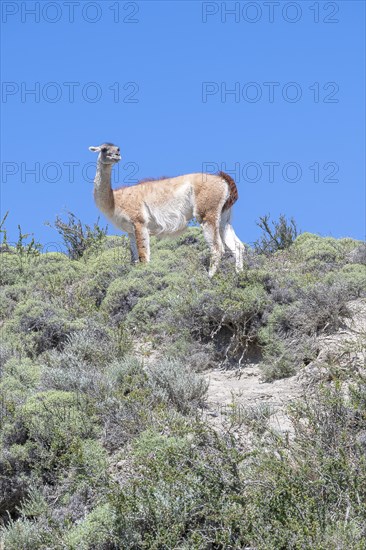 Guanaco (Llama guanicoe), Huanako, Torres del Paine National Park, Patagonia, End of the World,