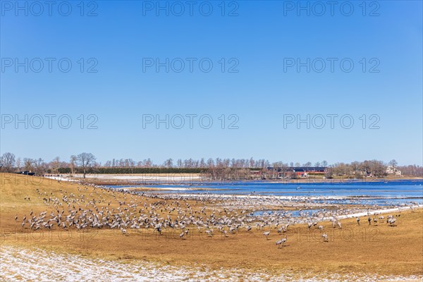 Flock of migrating cranes (grus grus) in a field by a lake on a sunny spring day, Hornborgasjoen,