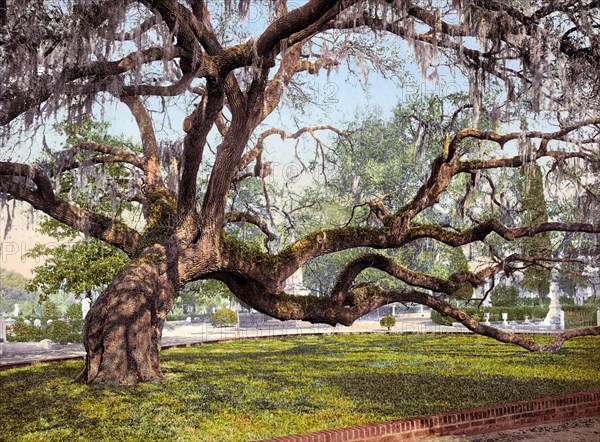 A live oak in Magnolia Cemetery, a historic rural cemetery in Charleston, South Carolina, United