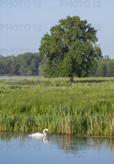 Wetland, wet meadow, water surface, mute swan (Cygnus olor), marsh iris (Iris pseudacorus) in