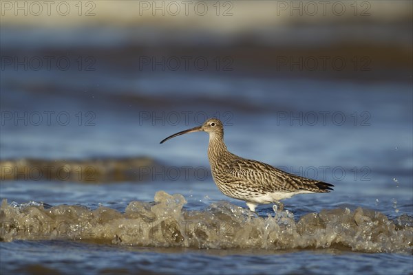 Eurasian curlew (Numenius arquata) adult bird in the surf on a beach, Norfolk, England, United
