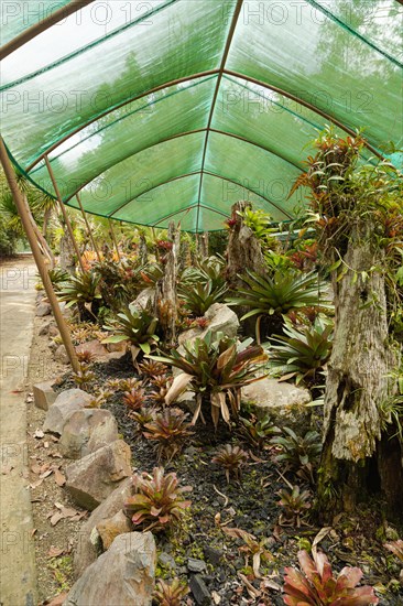 Orchid and bromeliad flower beds in botanical garden, selective focus, copy space, malaysia,