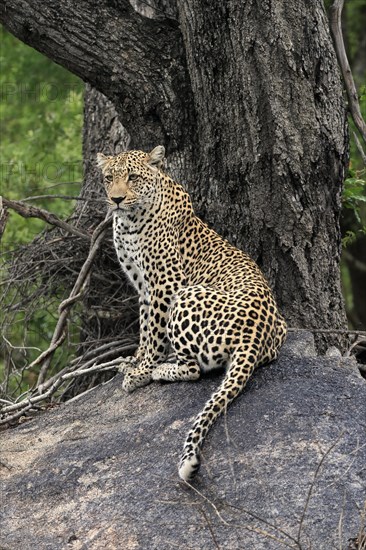 Leopard (Panthera pardus), adult, observed, alert, sitting, on rocks, Sabi Sand Game Reserve,