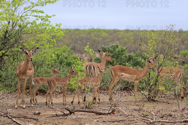 Black Heeler Antelope, (Aepyceros melampus), group, adult, female, young, group of females with