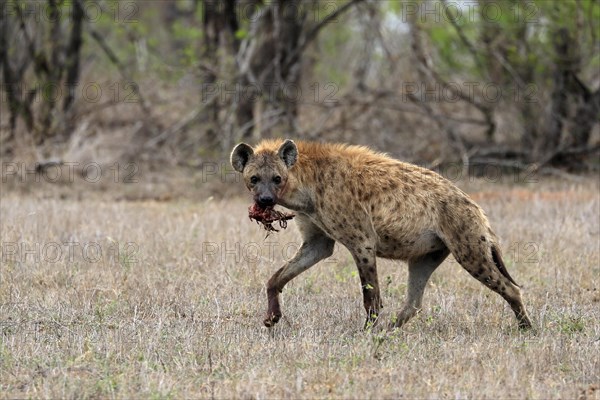 Spotted hyena (Crocuta crocuta), adult, with prey, carrying prey, running, Sabi Sand Game Reserve,