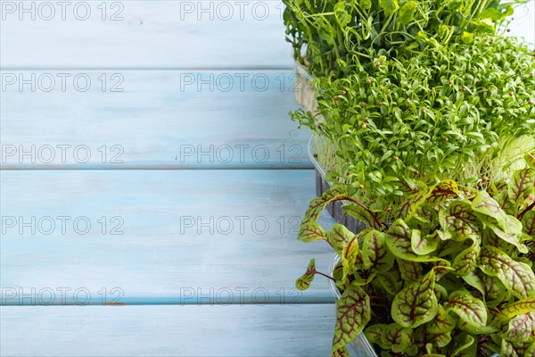 Set of boxes with microgreen sprouts of sorrel, pea, cilantro on blue wooden background. Side view,
