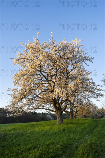 Landscape with white blossoming fruit trees in a meadow in spring, a tree in the foreground. The
