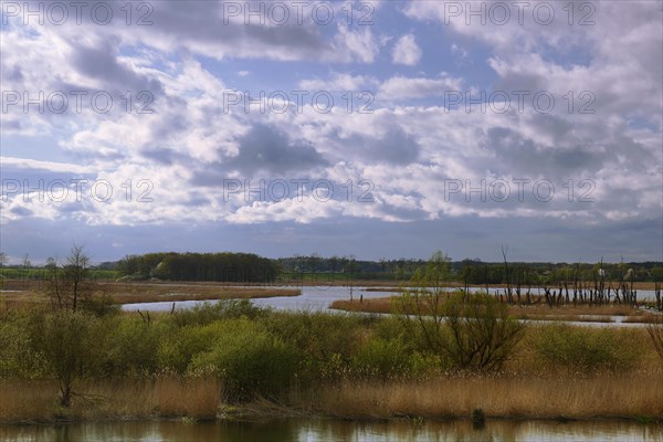 Wetland biotope in the Peene valley, waterlogged meadows, rare habitat for endangered plants and