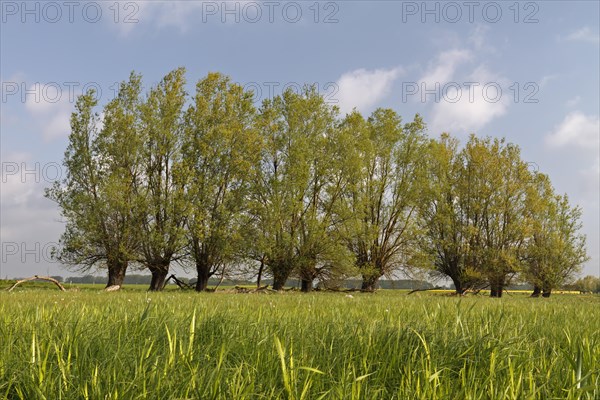 Wetland biotope in the Peene valley, waterlogged meadows, rare habitat for endangered plants and