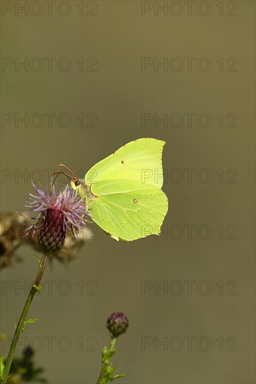 Brimstone (Gonepteryx rhamni) feeding on a thistle (Cirsium arvense) flower, Wilden, North