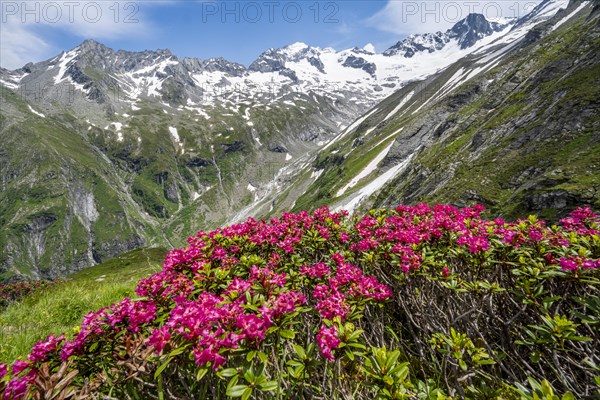 Picturesque mountain landscape with blooming alpine roses, behind mountain peak Grosser Loeffler